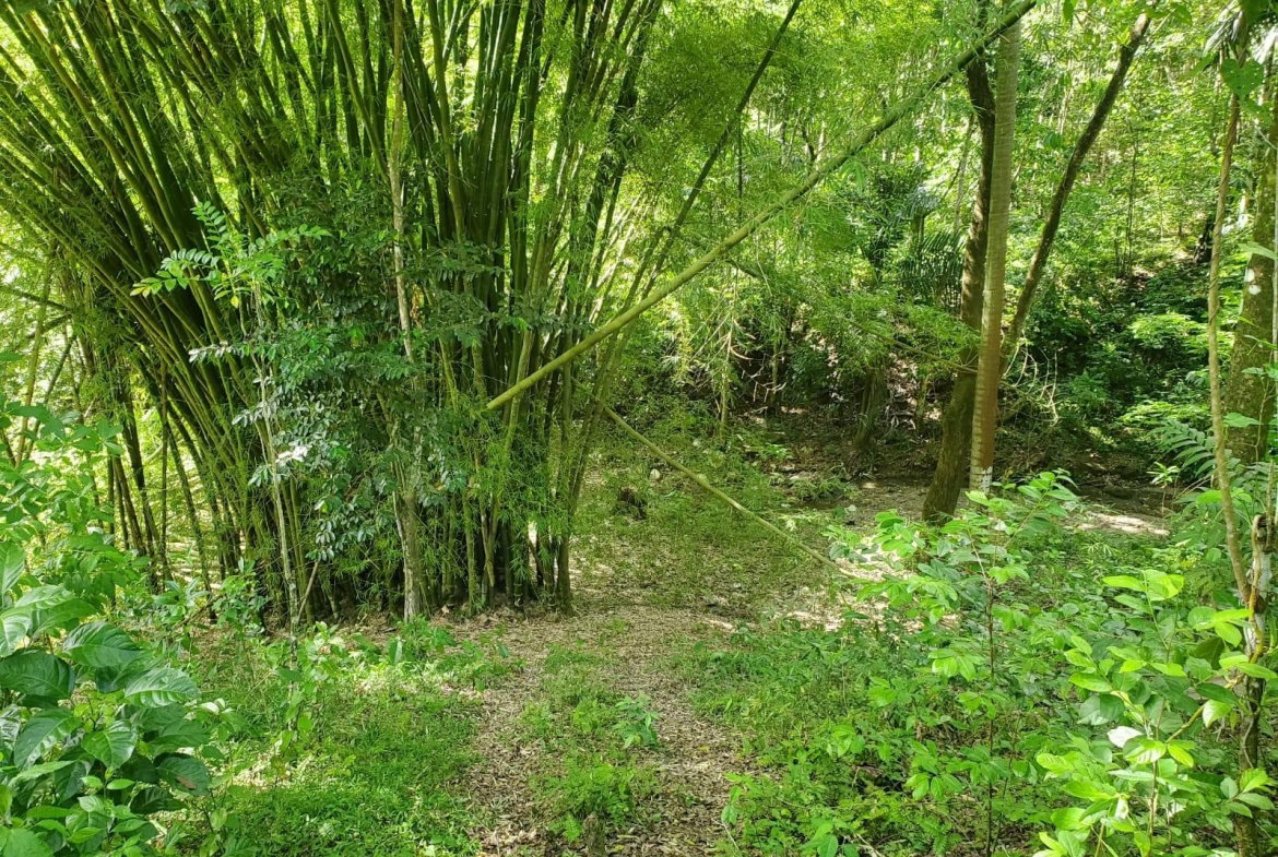 Twenty-First image of 94 Spring Pen in Seaforth, St. Thomas, Jamaica - property is For Sale