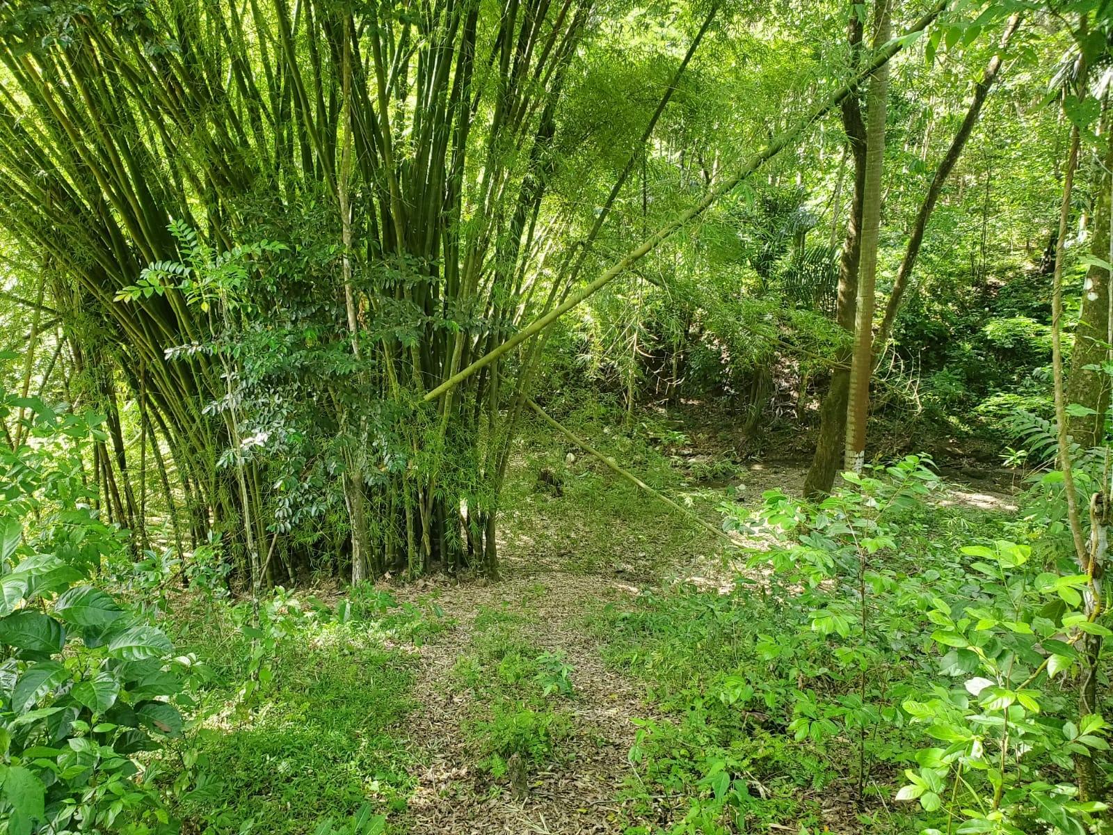 Stunning-6.5-Acre-Residential-Lot-for-Sale-in-St.-Thomas-Jamaica Twenty-First image of 94 Spring Pen in Seaforth, St. Thomas, Jamaica - property is For Sale