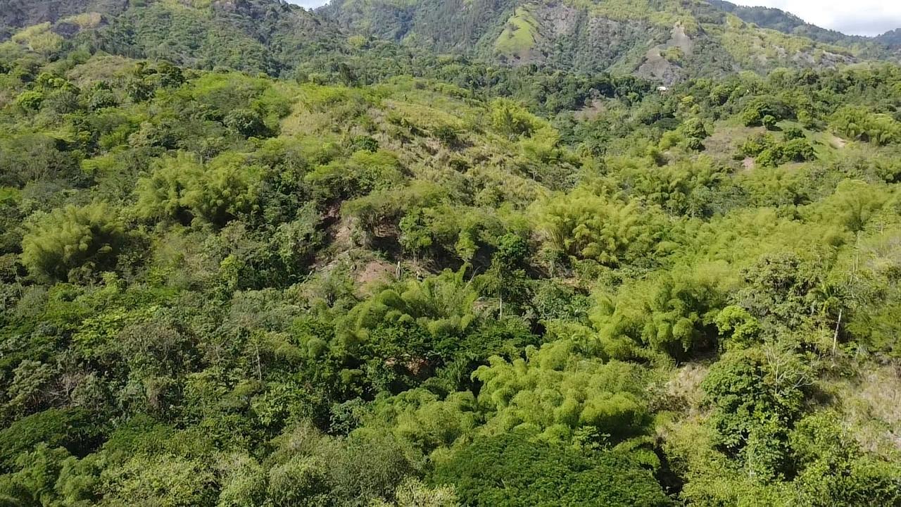Stunning-6.5-Acre-Residential-Lot-for-Sale-in-St.-Thomas-Jamaica Twenty-Second image of 94 Spring Pen in Seaforth, St. Thomas, Jamaica - property is For Sale