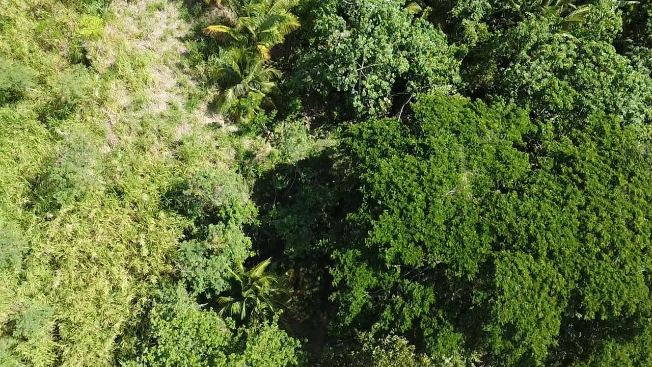 Stunning-6.5-Acre-Residential-Lot-for-Sale-in-St.-Thomas-Jamaica Twenty-Third image of 94 Spring Pen in Seaforth, St. Thomas, Jamaica - property is For Sale