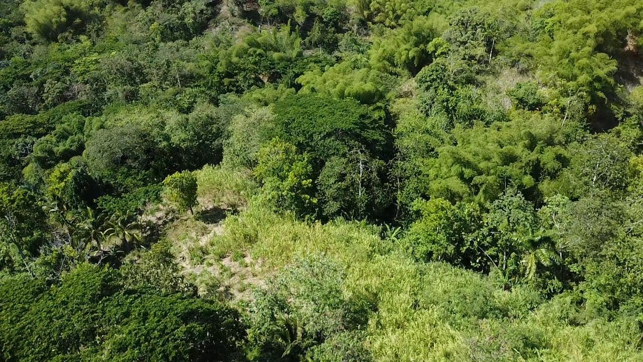 Stunning-6.5-Acre-Residential-Lot-for-Sale-in-St.-Thomas-Jamaica Twenty-Eighth image of 94 Spring Pen in Seaforth, St. Thomas, Jamaica - property is For Sale