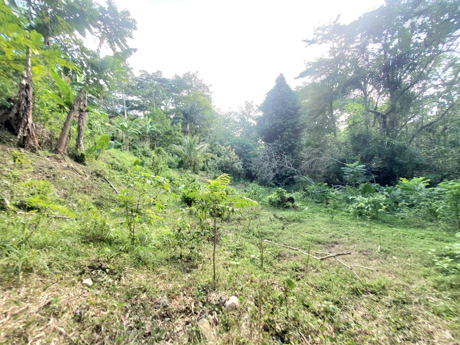 Stunning-6.5-Acre-Residential-Lot-for-Sale-in-St.-Thomas-Jamaica Fourth image of 94 Spring Pen in Seaforth, St. Thomas, Jamaica - property is For Sale