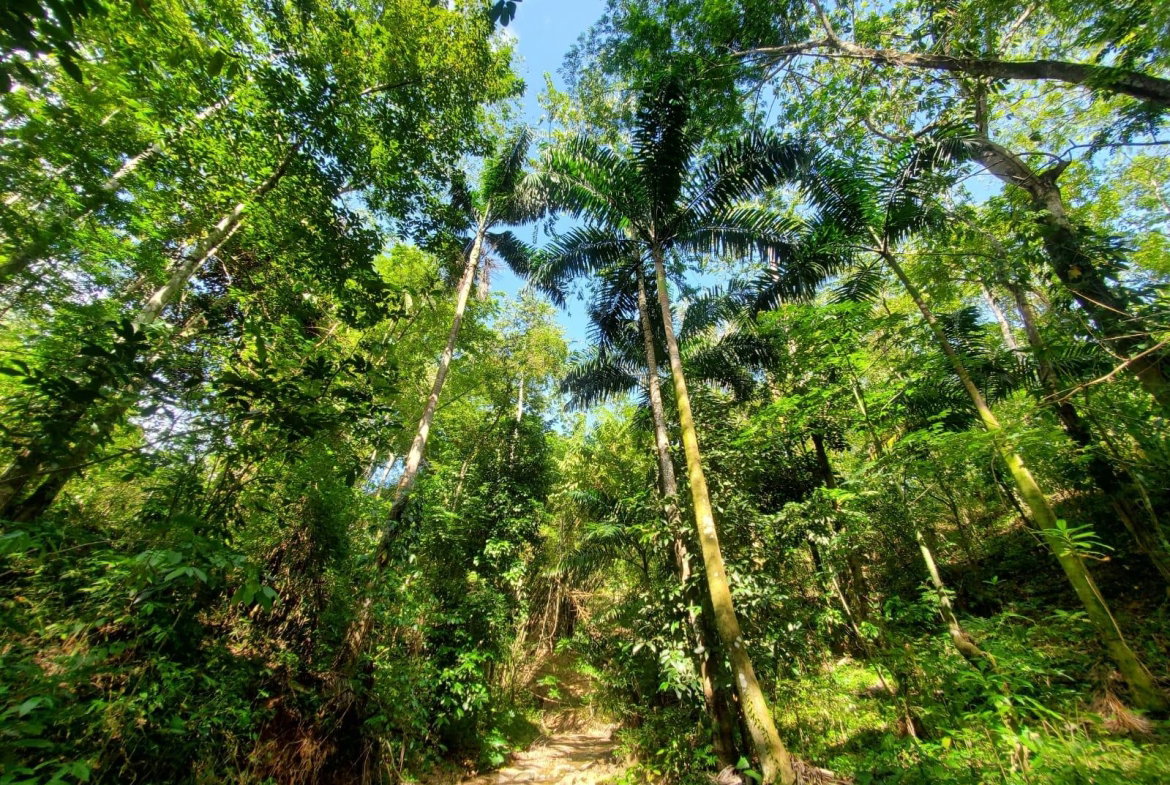 Eighth image of 94 Spring Pen in Seaforth, St. Thomas, Jamaica - property is For Sale