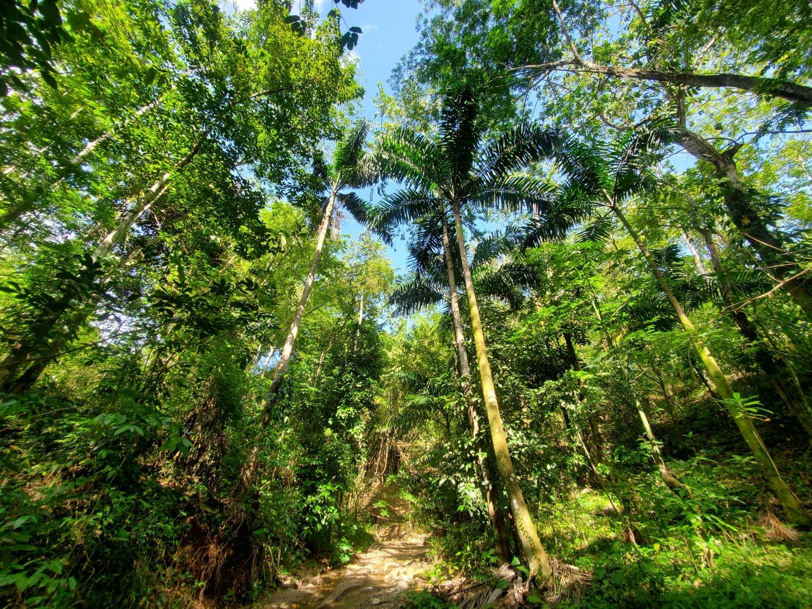 Stunning-6.5-Acre-Residential-Lot-for-Sale-in-St.-Thomas-Jamaica Eighth image of 94 Spring Pen in Seaforth, St. Thomas, Jamaica - property is For Sale