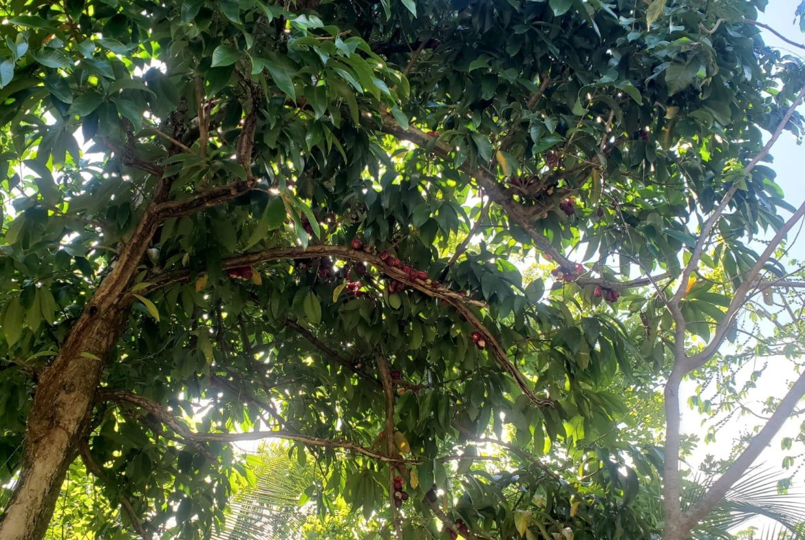 Tenth image of 94 Spring Pen in Seaforth, St. Thomas, Jamaica - property is For Sale