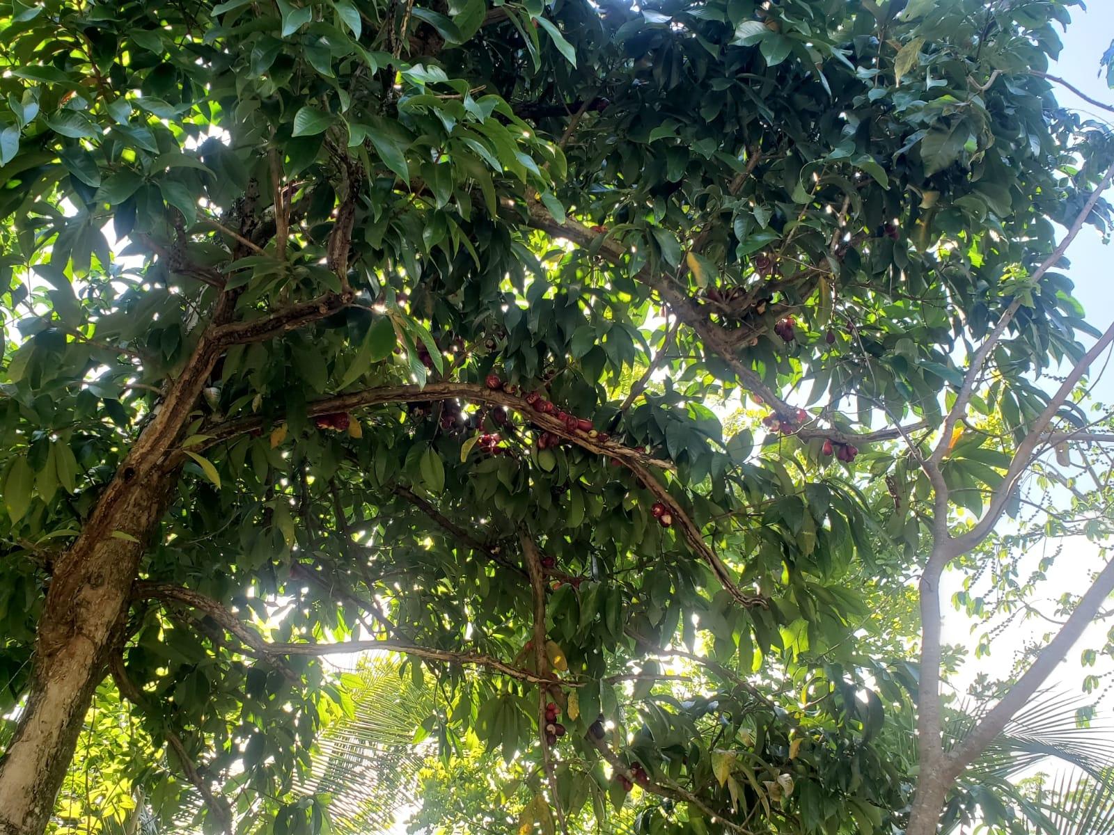 Stunning-6.5-Acre-Residential-Lot-for-Sale-in-St.-Thomas-Jamaica Tenth image of 94 Spring Pen in Seaforth, St. Thomas, Jamaica - property is For Sale