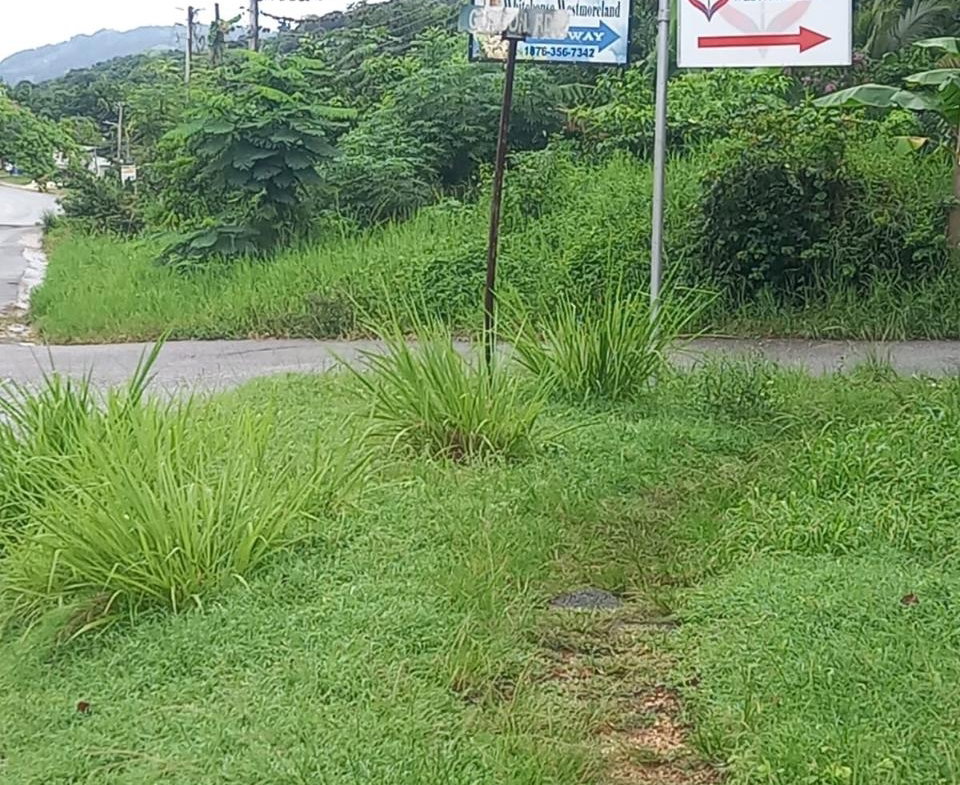 Twelfth image of Lot 240 Culloden, Whitehouse in WHITEHOUSE, Westmoreland, Jamaica - property is For Sale