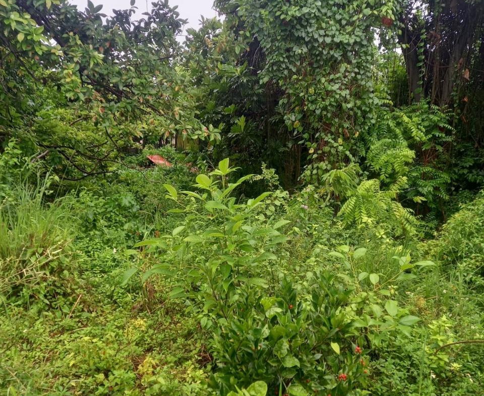 Third image of Lot 240 Culloden, Whitehouse in WHITEHOUSE, Westmoreland, Jamaica - property is For Sale