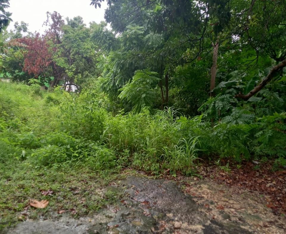 Fourth image of Lot 240 Culloden, Whitehouse in WHITEHOUSE, Westmoreland, Jamaica - property is For Sale