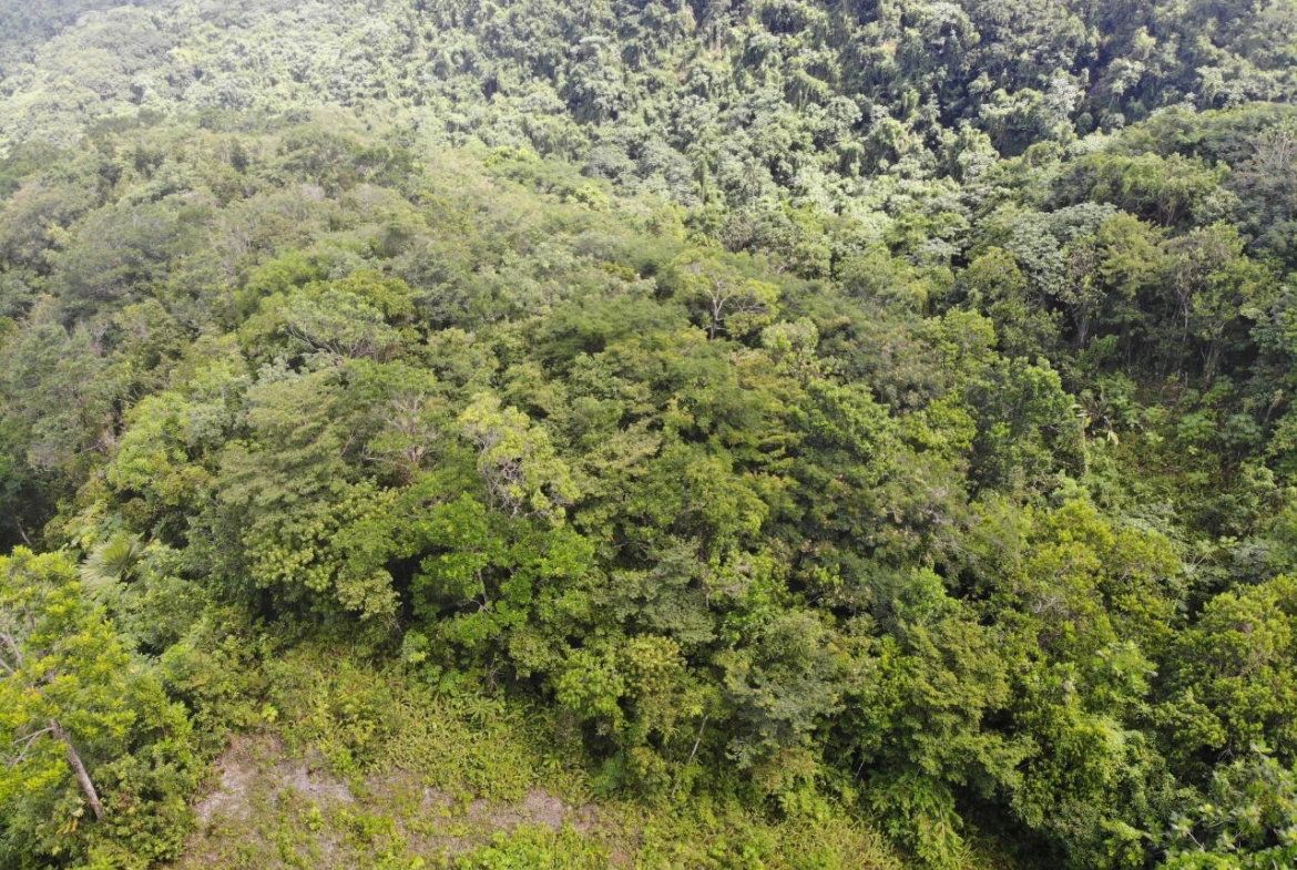 Seventh image of 138 Nonsuch Road in Nonsuch, Portland, Jamaica - property is For Sale