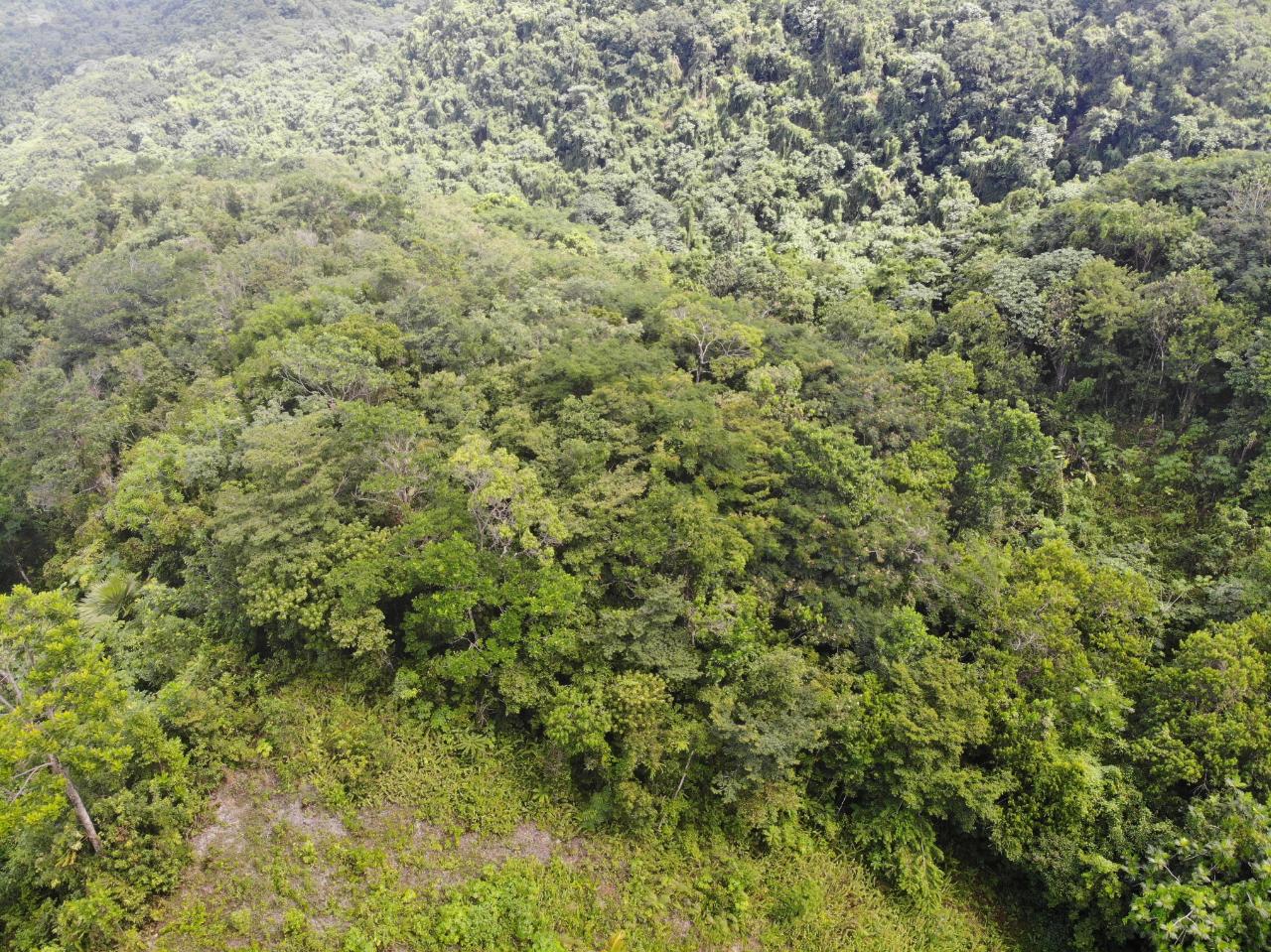 Seventh image of 138 Nonsuch Road in Nonsuch, Portland, Jamaica - property is For Sale