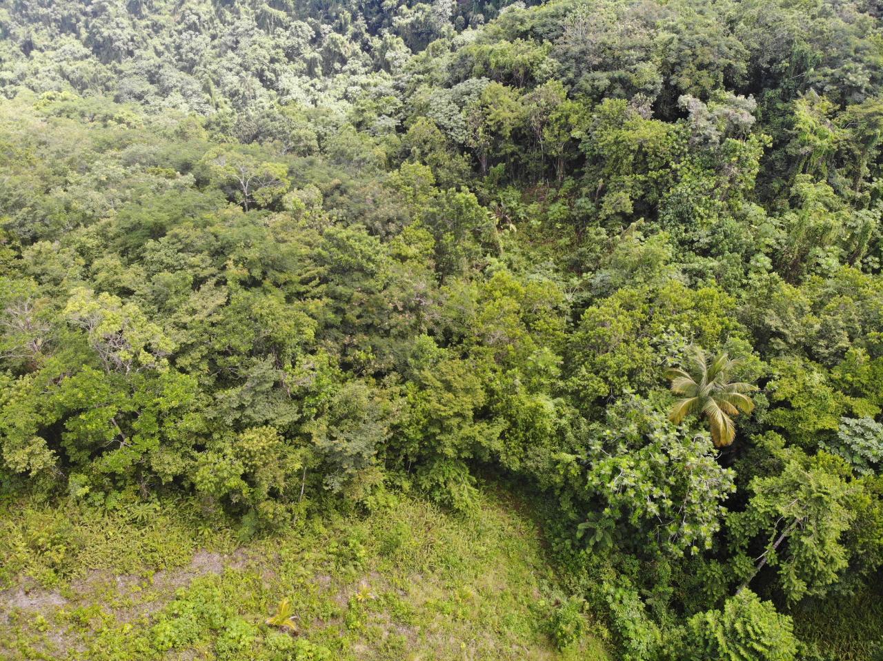 Eighth image of 138 Nonsuch Road in Nonsuch, Portland, Jamaica - property is For Sale