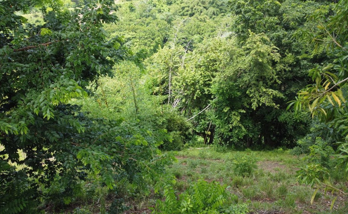 Second image of 37 Borrowfield in Whitehall, St. Thomas, Jamaica - property is For Sale
