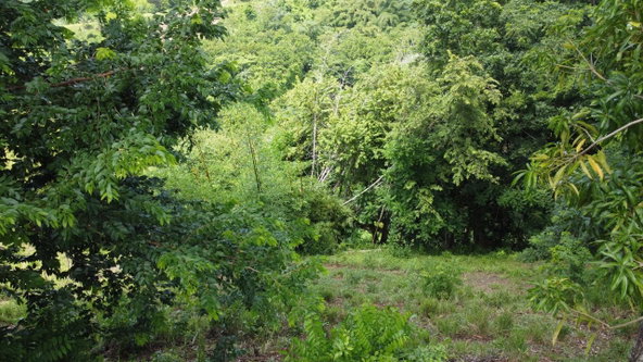 Second image of 37 Borrowfield in Whitehall, St. Thomas, Jamaica - property is For Sale