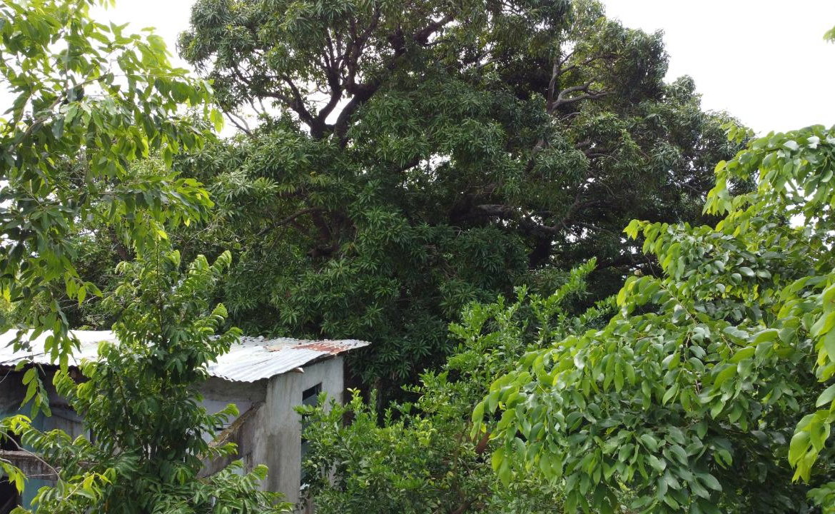 First image of 37 Borrowfield in Whitehall, St. Thomas, Jamaica - property is For Sale