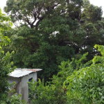 First image of 37 Borrowfield in Whitehall, St. Thomas, Jamaica - property is For Sale