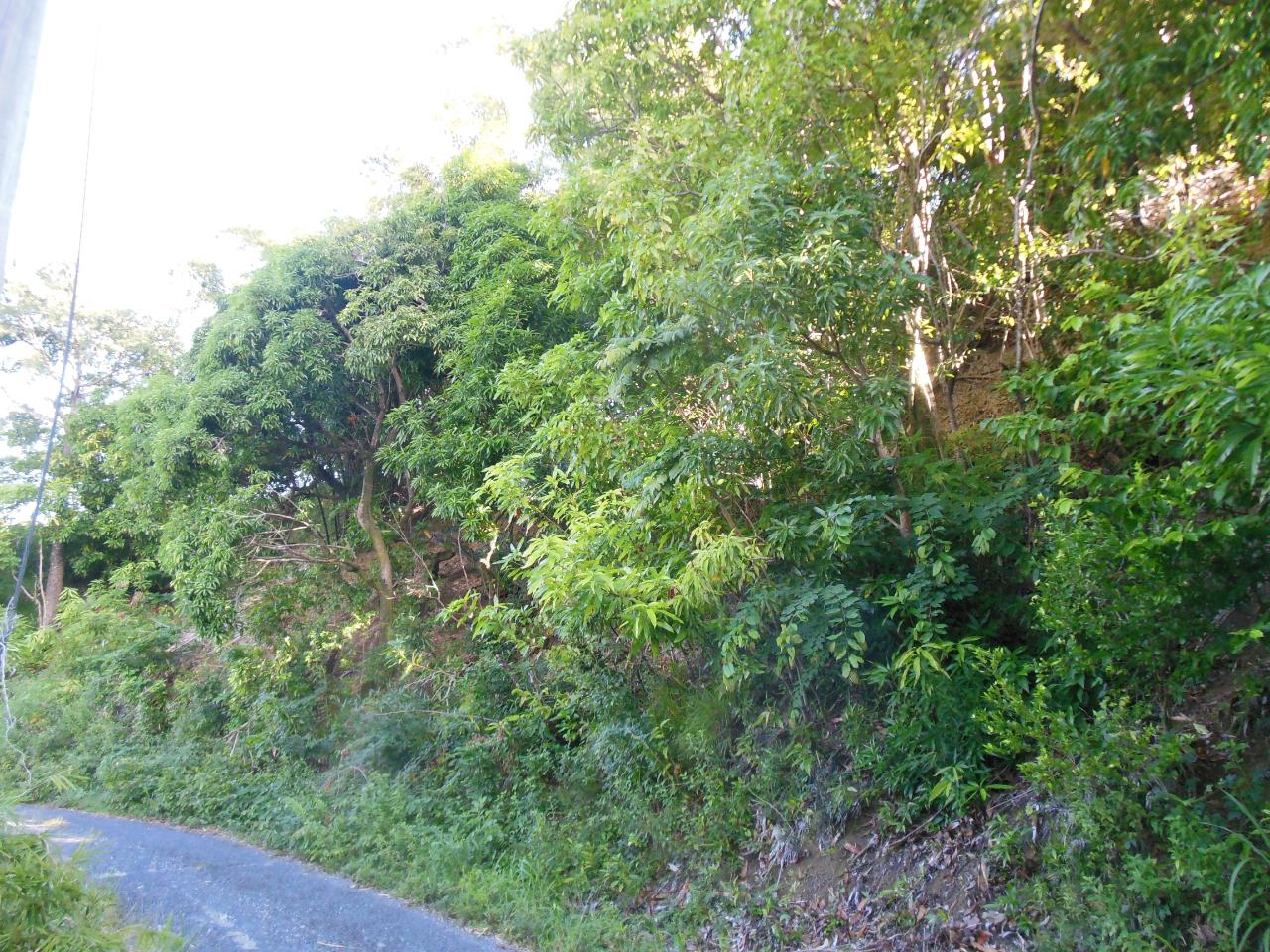 Fifth image of 37 Borrowfield in Whitehall, St. Thomas, Jamaica - property is For Sale