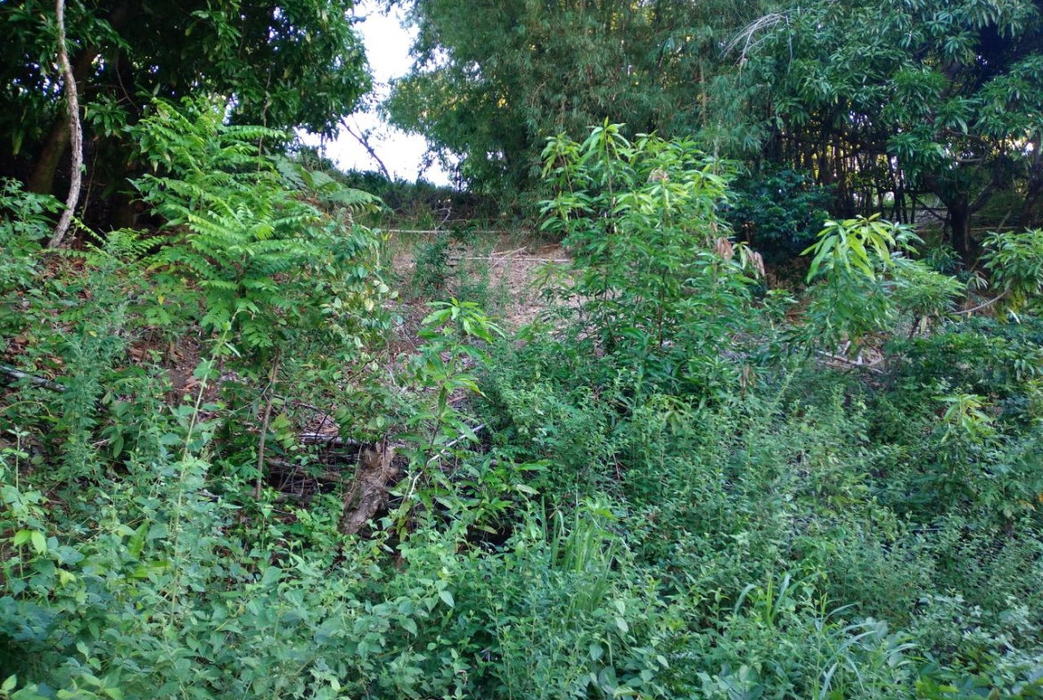 Sixth image of 37 Borrowfield in Whitehall, St. Thomas, Jamaica - property is For Sale