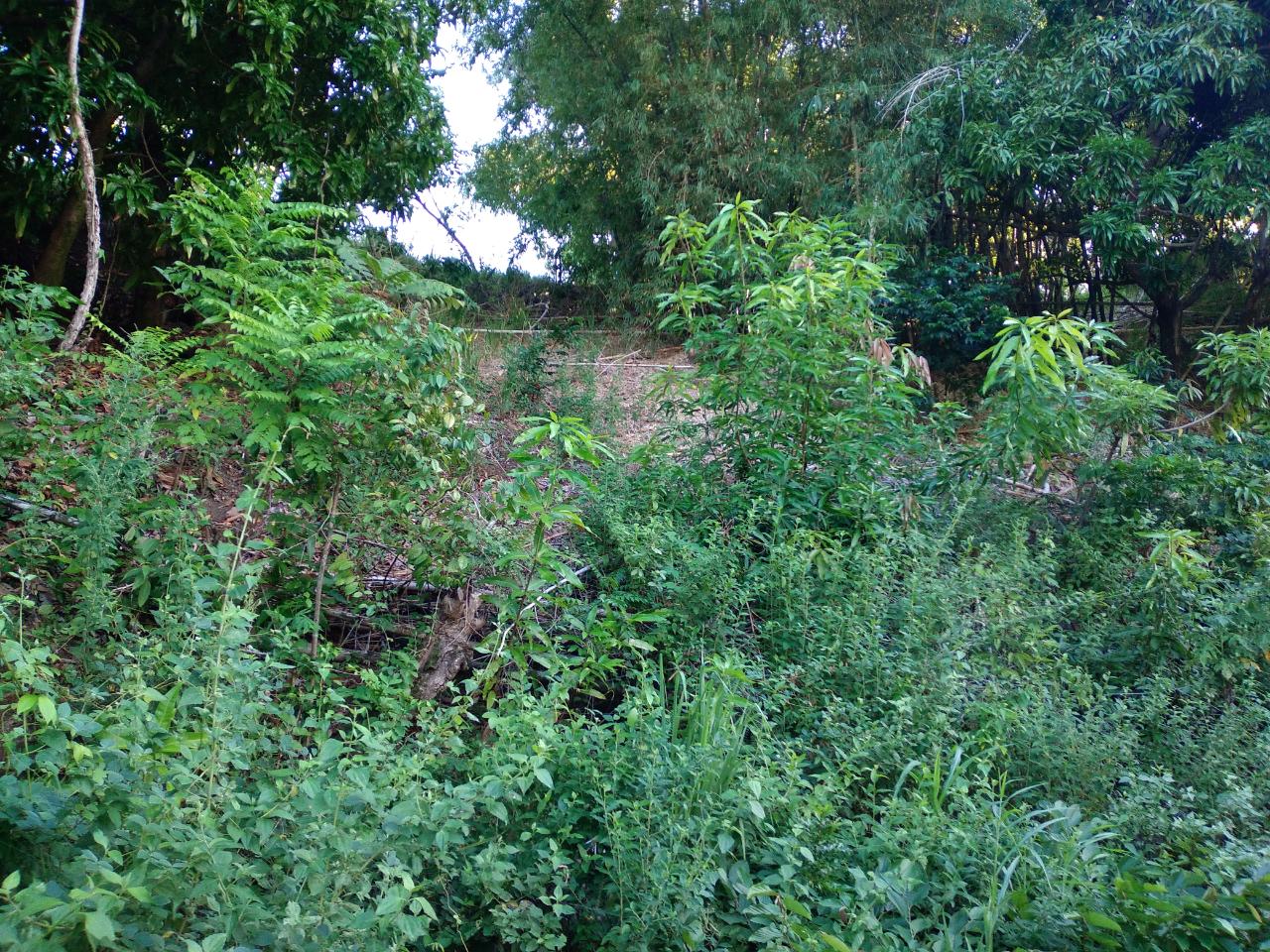 Sixth image of 37 Borrowfield in Whitehall, St. Thomas, Jamaica - property is For Sale