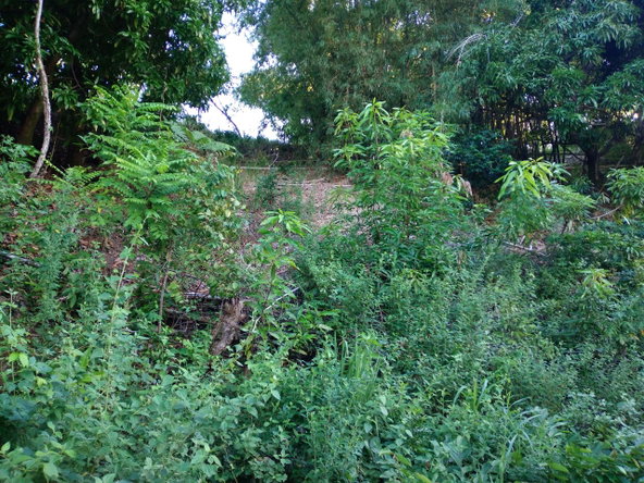 Sixth image of 37 Borrowfield in Whitehall, St. Thomas, Jamaica - property is For Sale
