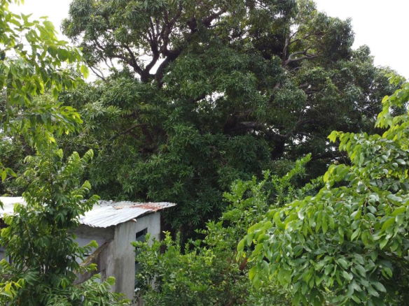 First image of 37 Borrowfield in Whitehall, St. Thomas, Jamaica - property is For Sale