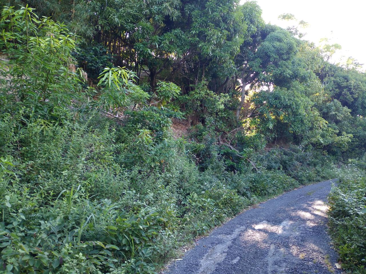 Seventh image of 37 Borrowfield in Whitehall, St. Thomas, Jamaica - property is For Sale