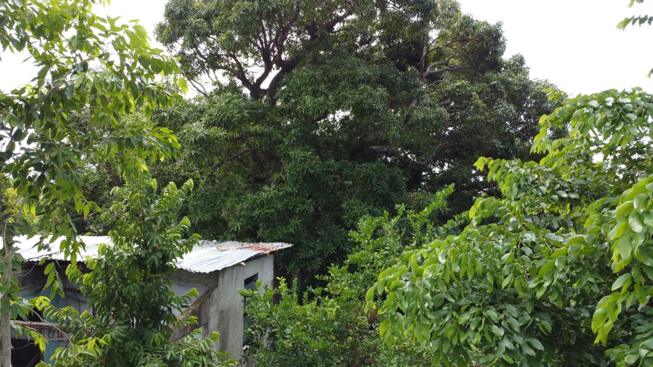 First image of 37 Borrowfield in Whitehall, St. Thomas, Jamaica - property is For Sale
