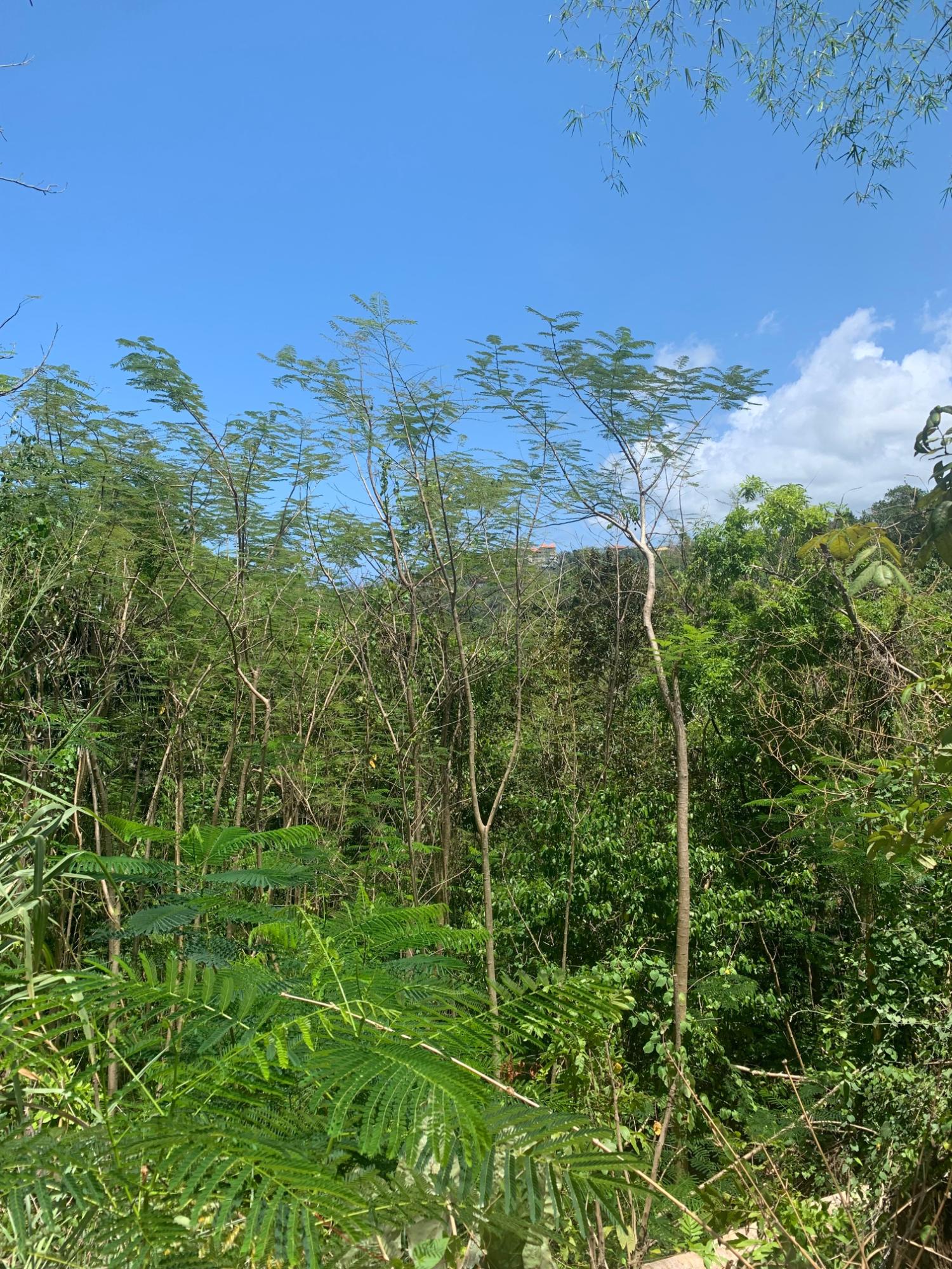 Eleventh image of Lot 2- Chatworth, Retreat, in Rio Nuevo, St. Mary, Jamaica - property is For Sale