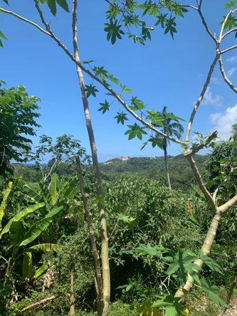 Thirteenth image of Lot 2- Chatworth, Retreat, in Rio Nuevo, St. Mary, Jamaica - property is For Sale