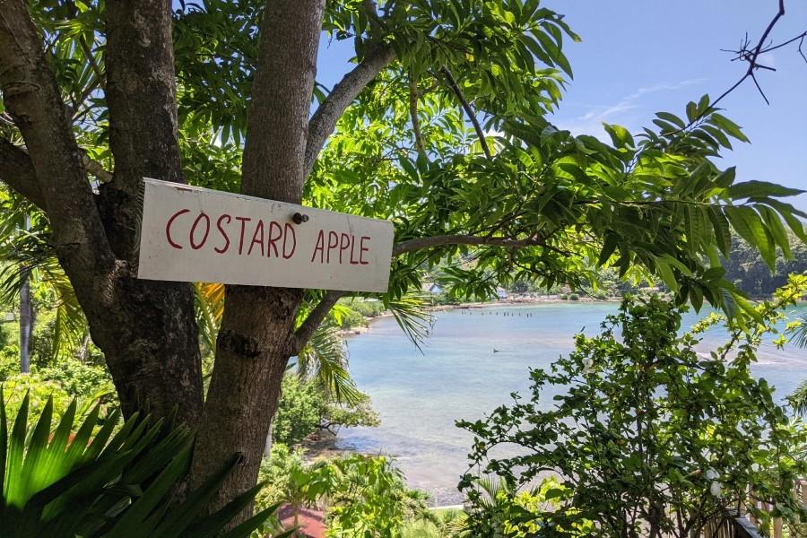 Tenth image of Long Road, Portland in Manchioneal, Portland, Jamaica - property is For Sale