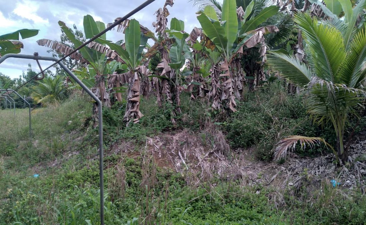 Fourth image of Lot-5 Ballards Valley in Ballards Valley, St. Mary, Jamaica - property is For Sale