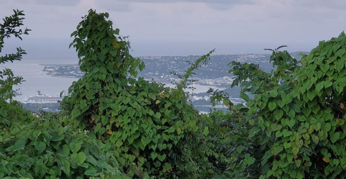Fourth image of Wiltshire in Wiltshire, St. James, Jamaica - property is For Sale