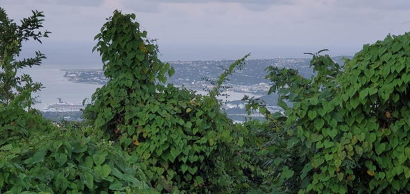 Fourth image of Wiltshire in Wiltshire, St. James, Jamaica - property is For Sale