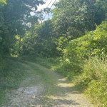 First image of Lot 95 Part of Kildare in Buff Bay, Portland, Jamaica - property is For Sale