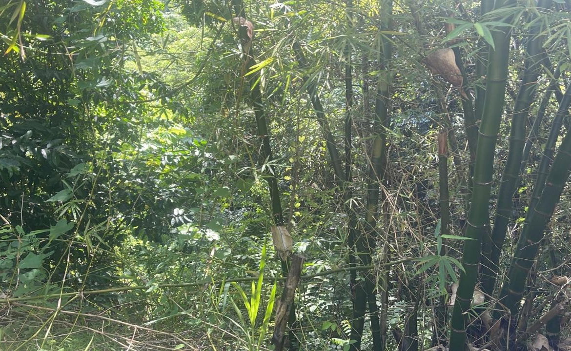 Third image of Lot 95 Part of Kildare in Buff Bay, Portland, Jamaica - property is For Sale
