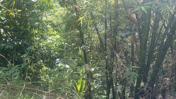 Third image of Lot 95 Part of Kildare in Buff Bay, Portland, Jamaica - property is For Sale