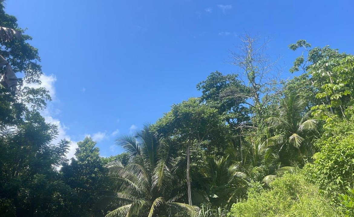 Sixth image of Lot 95 Part of Kildare in Buff Bay, Portland, Jamaica - property is For Sale