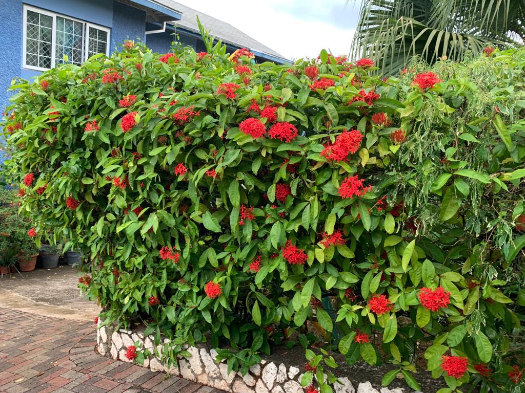 Fourteenth image of 33 Topaz Crescent Red Hills in Red Hills, St. Andrew, Jamaica - property is For Sale