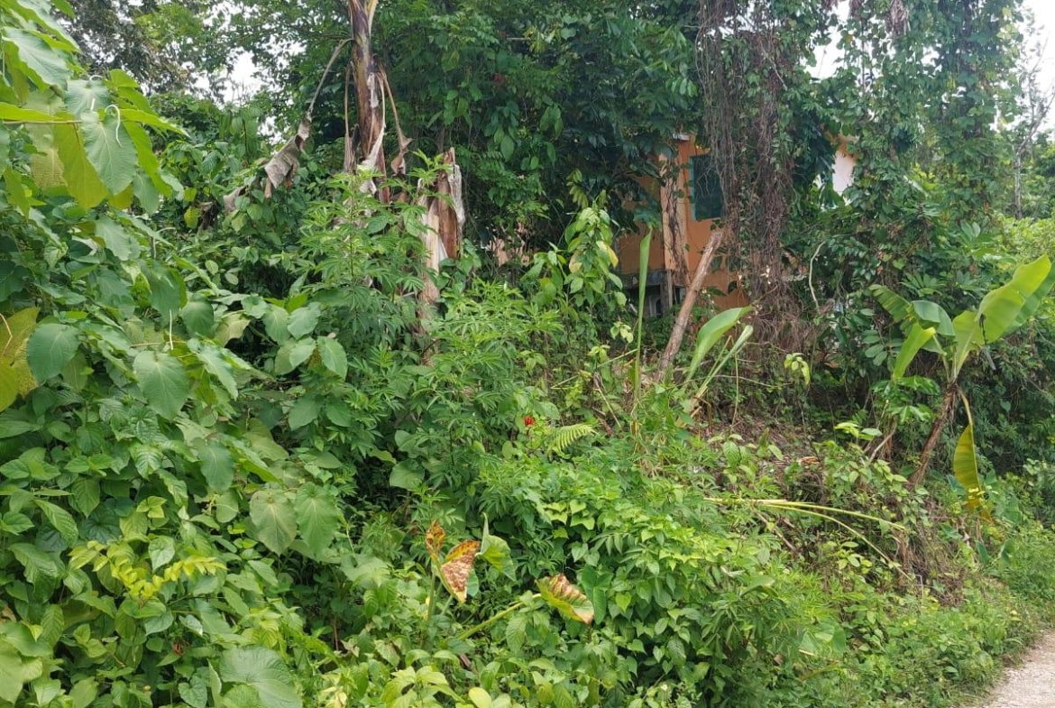 Second image of Lime Hall Peel Centre in Lime Hall, St. Ann, Jamaica - property is For Sale