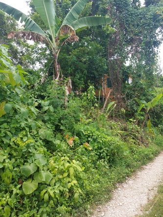 Second image of Lime Hall Peel Centre in Lime Hall, St. Ann, Jamaica - property is For Sale