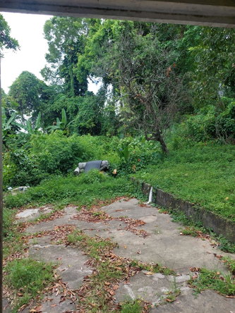 Twelfth image of Lime Hall Peel Centre in Lime Hall, St. Ann, Jamaica - property is For Sale