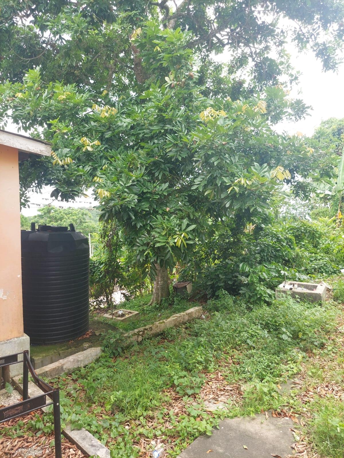 Thirteenth image of Lime Hall Peel Centre in Lime Hall, St. Ann, Jamaica - property is For Sale