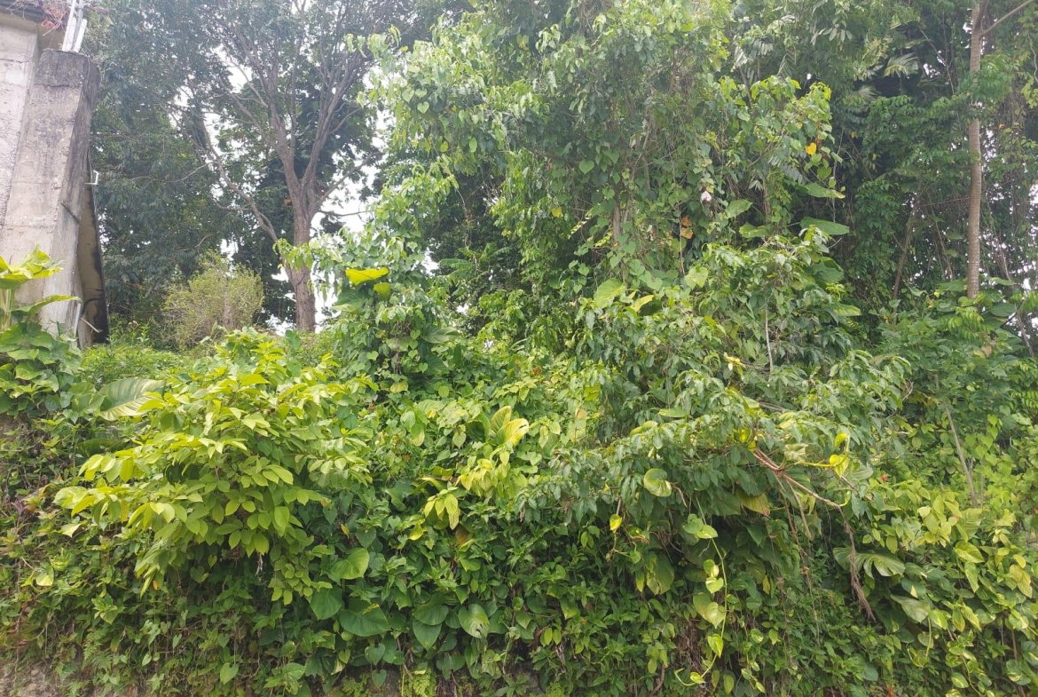 Seventeenth image of Lime Hall Peel Centre in Lime Hall, St. Ann, Jamaica - property is For Sale