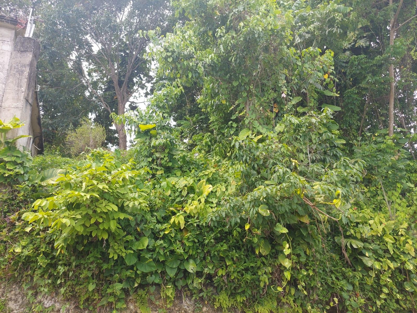 Seventeenth image of Lime Hall Peel Centre in Lime Hall, St. Ann, Jamaica - property is For Sale