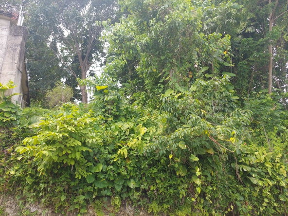 Seventeenth image of Lime Hall Peel Centre in Lime Hall, St. Ann, Jamaica - property is For Sale
