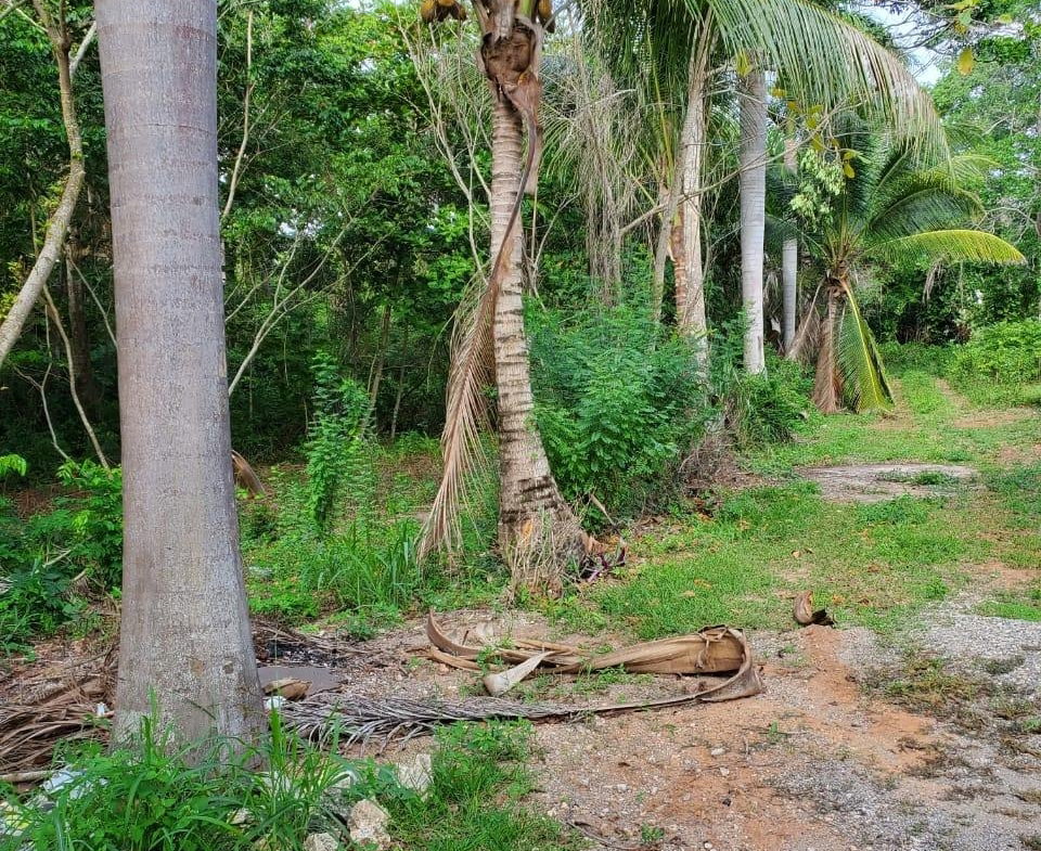 Second image of 49 Gibraltar Estate in Boscobel, St. Mary, Jamaica - property is For Sale