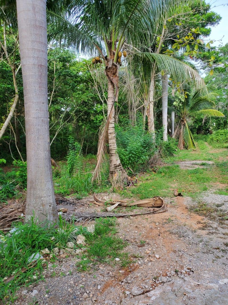 Second image of 49 Gibraltar Estate in Boscobel, St. Mary, Jamaica - property is For Sale