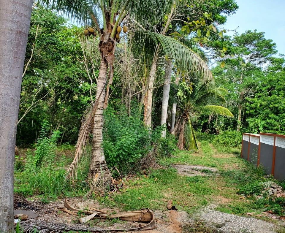 Eleventh image of 49 Gibraltar Estate in Boscobel, St. Mary, Jamaica - property is For Sale