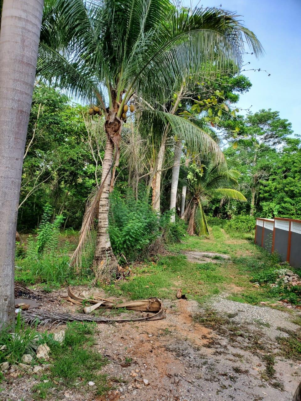 Eleventh image of 49 Gibraltar Estate in Boscobel, St. Mary, Jamaica - property is For Sale