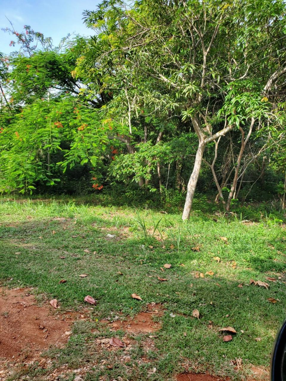 Thirteenth image of 49 Gibraltar Estate in Boscobel, St. Mary, Jamaica - property is For Sale